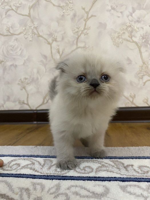 Скоттиш фолд киз мушукча сотилади