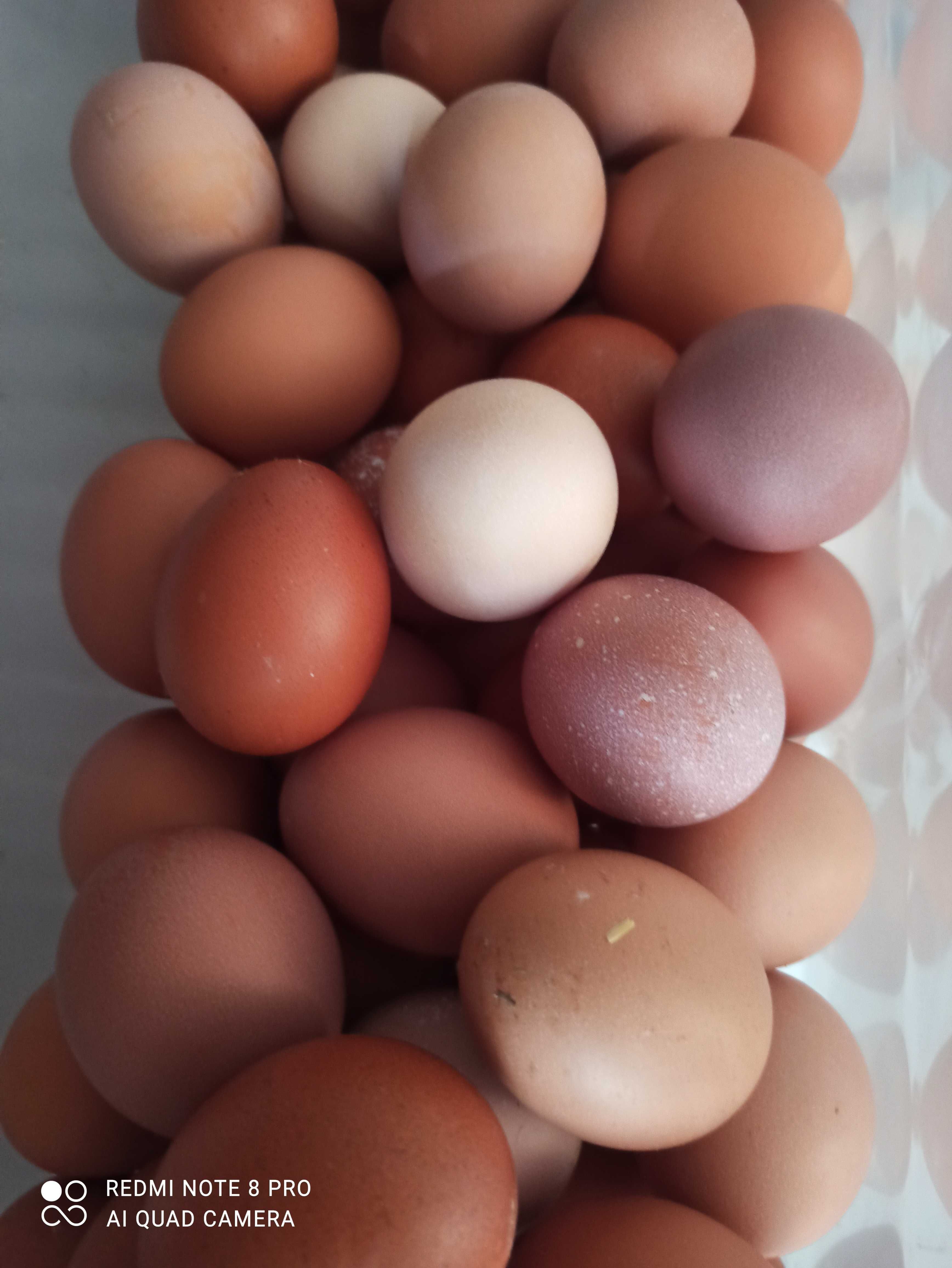 Домашние яйца80 тенге