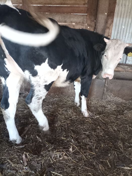 Vând vițea în vârstă de un an și jumătate