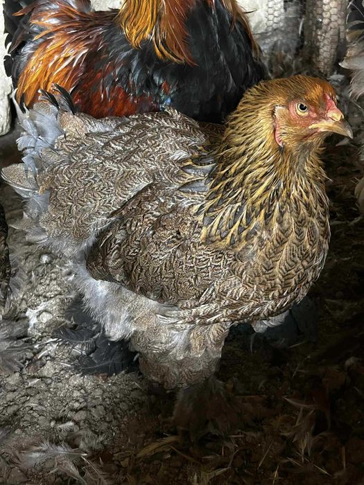 Продавам кокошки брами