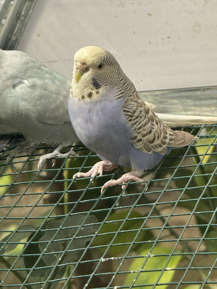 Babichka va chex gibrid papugaylar sotiladi