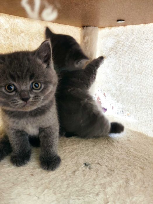 Британски котенца