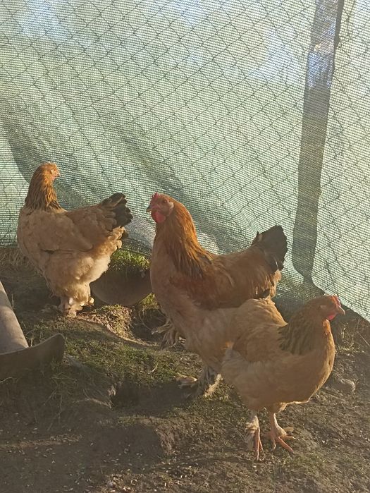 Vând cocoșii Brahma