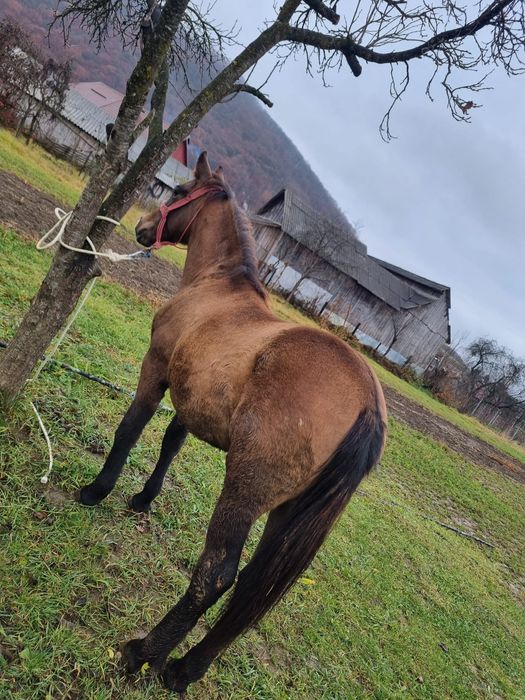 Vânz Mânză 8luni foarte cuminte si prietenoasa