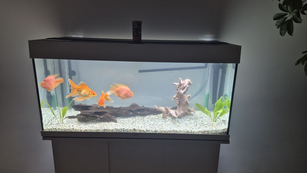 Vând Acvariu Juwel Rio 180l