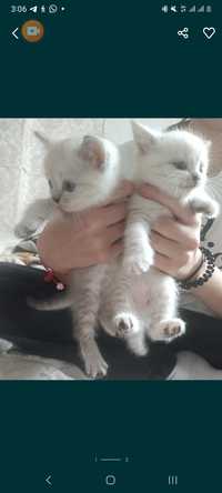 бесплатно, белые котята,   1,5 месяца