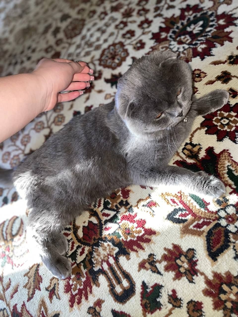 Вязка кот Шотландский