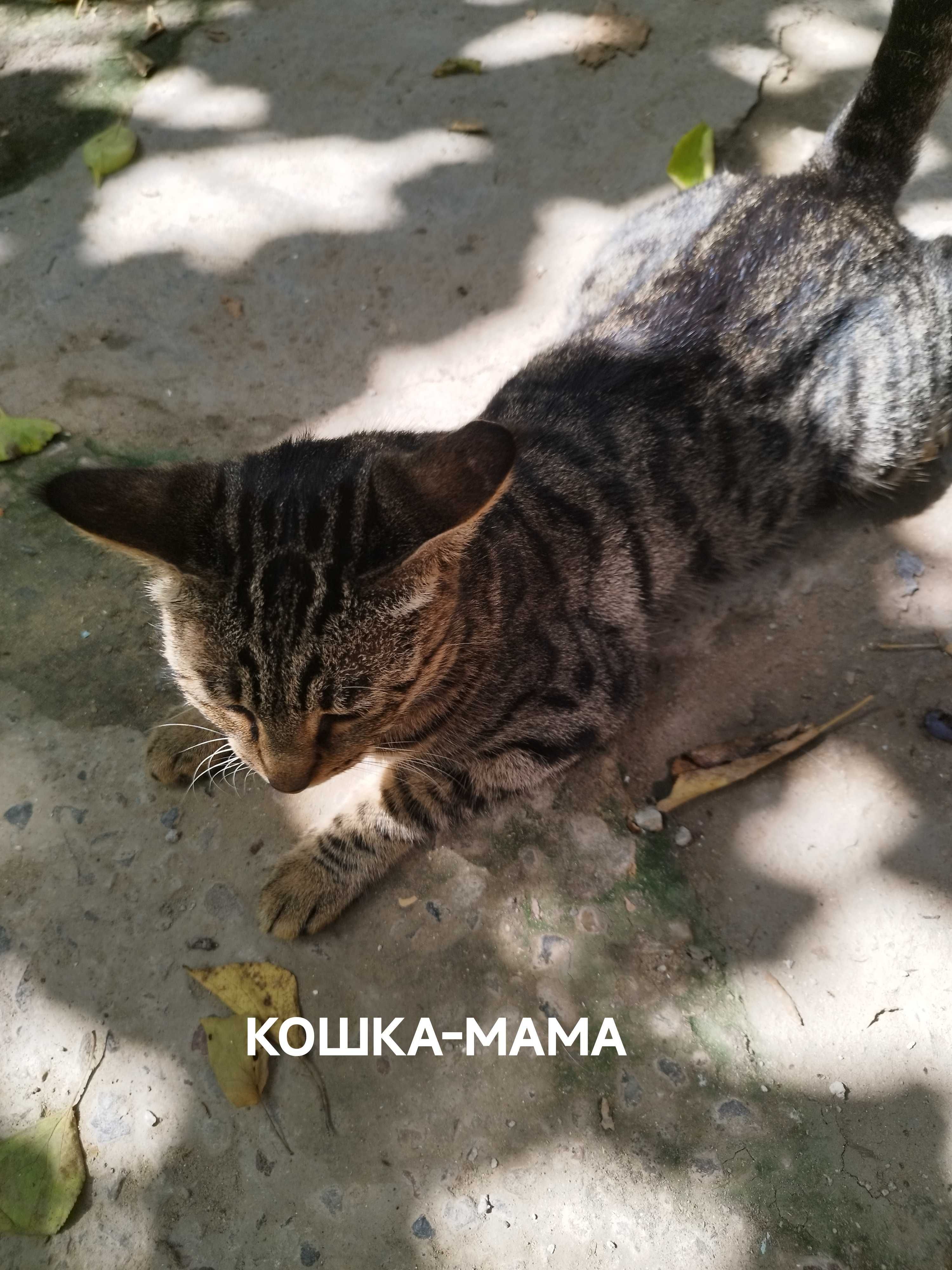 Котята серые , 2 штуки