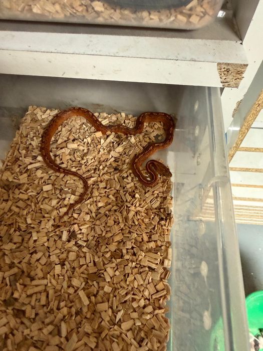 CornSnake Hybrid & BloodRed