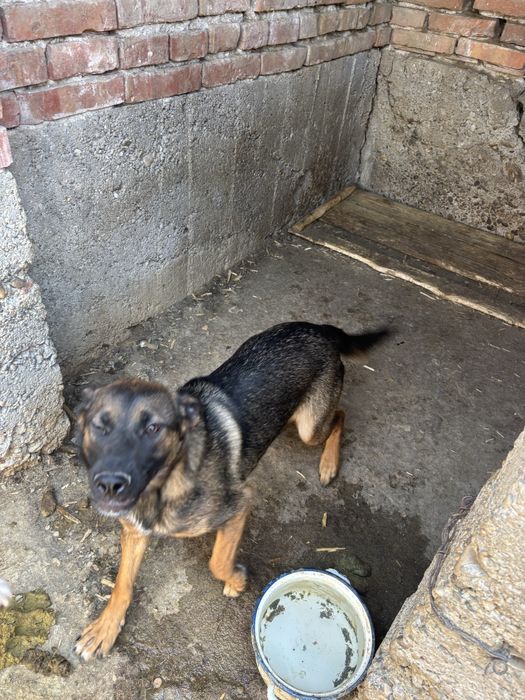 Donez câine lup corcit cu amstaff