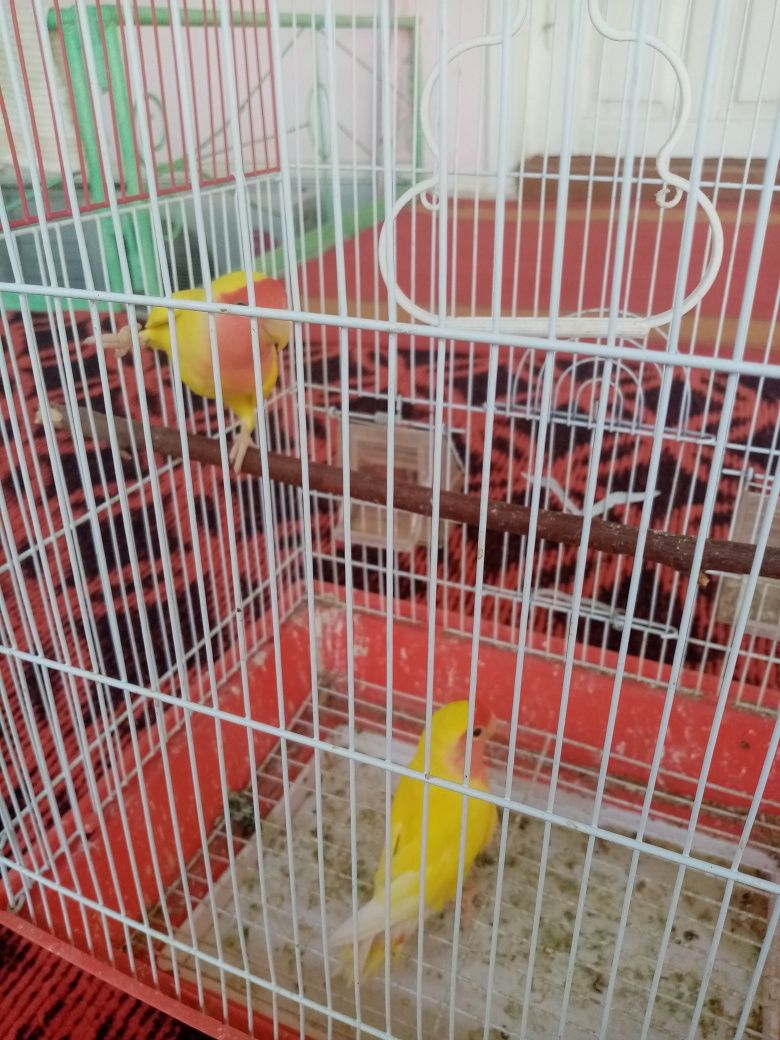 Toti qush hama yeri sog'lom lekin gapirmaydi