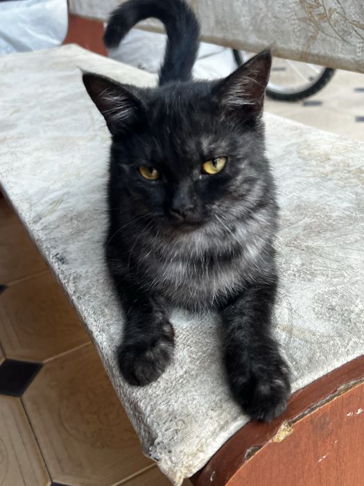 Котенок девочка в хорошие руки, 4 месяца