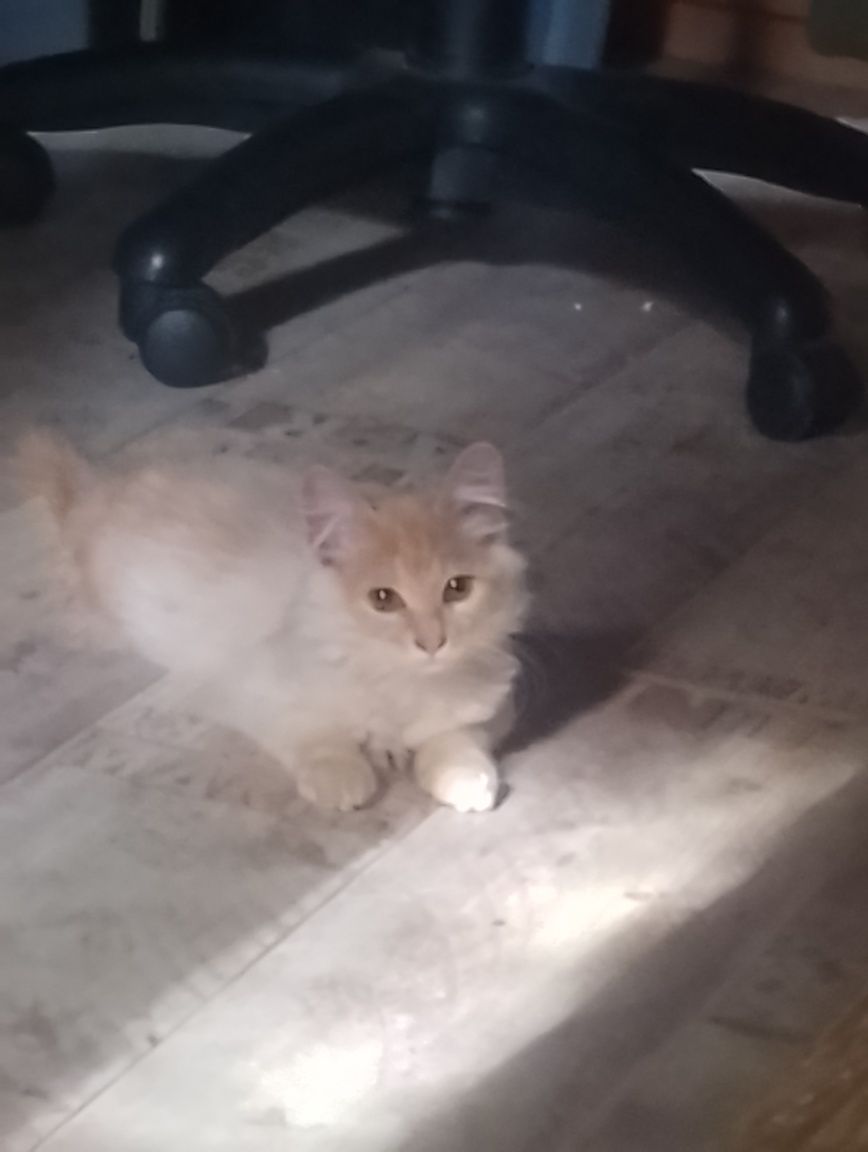 Котёнок Симба  кремовогова цвета