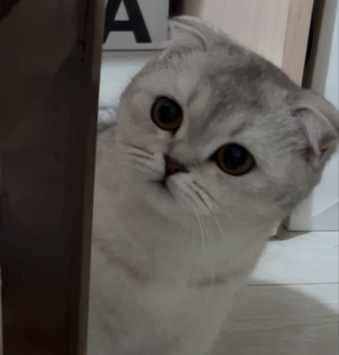 Продается кошечка серебристая шиншилла