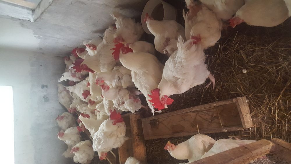 Vand gaini albe de carne