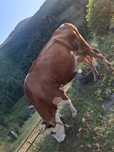 Vaca de vanzare.