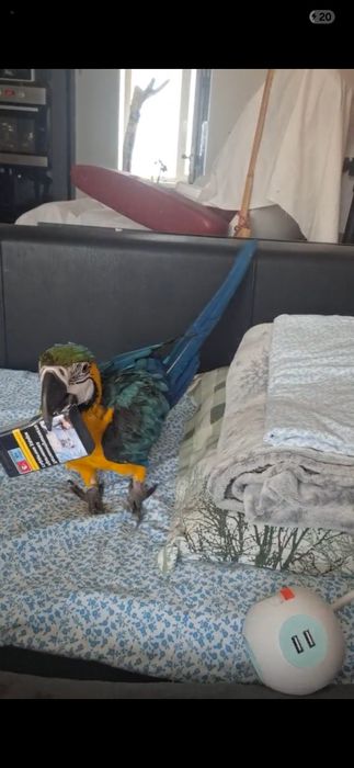 Продавам Ара/ мъжки и женски