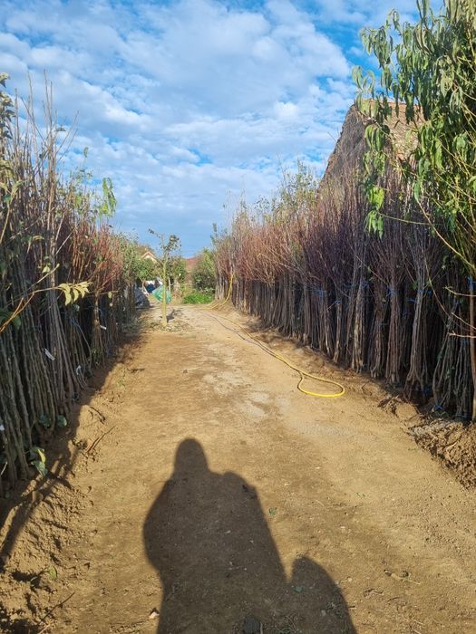 Pomi si arbusti fructiferi