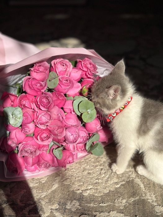 Тарбияли уй мушуги сотилади