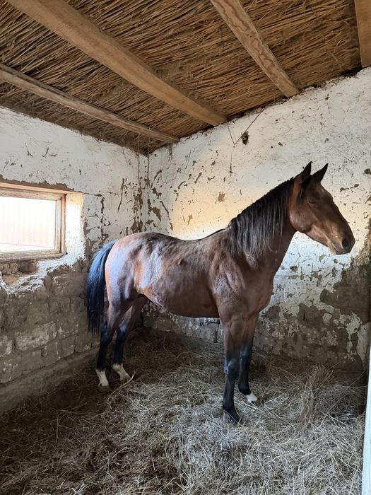 Айғыр сатылады Ағылшын & Кушум