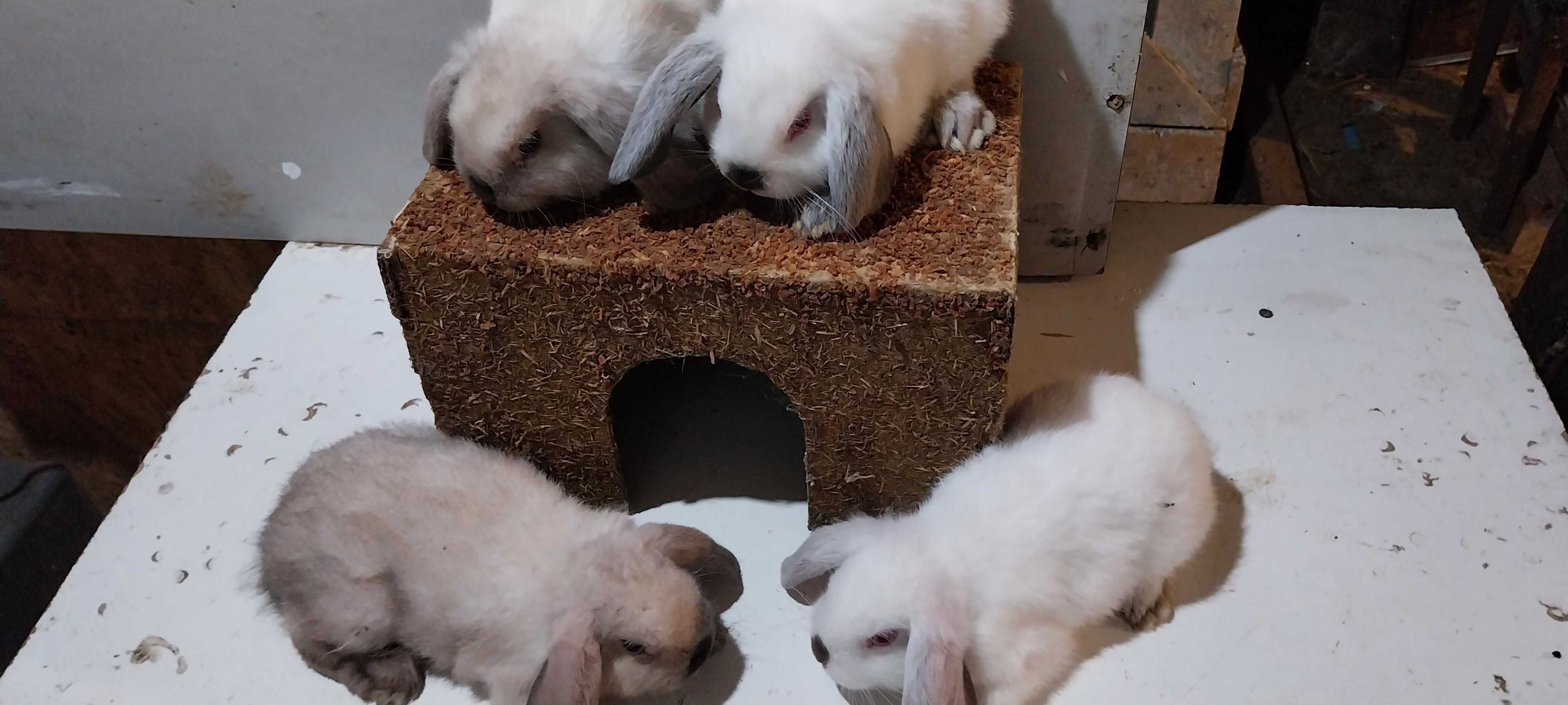 Iepuri Holland Lop Mini Lop. Rasa Pitica de Agrement si Companie