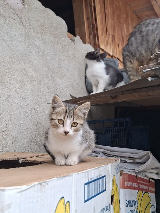 Donez pisici cuminti