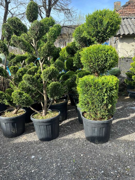 Plante ornamentale spectaculoase ce atrag atenția imediat