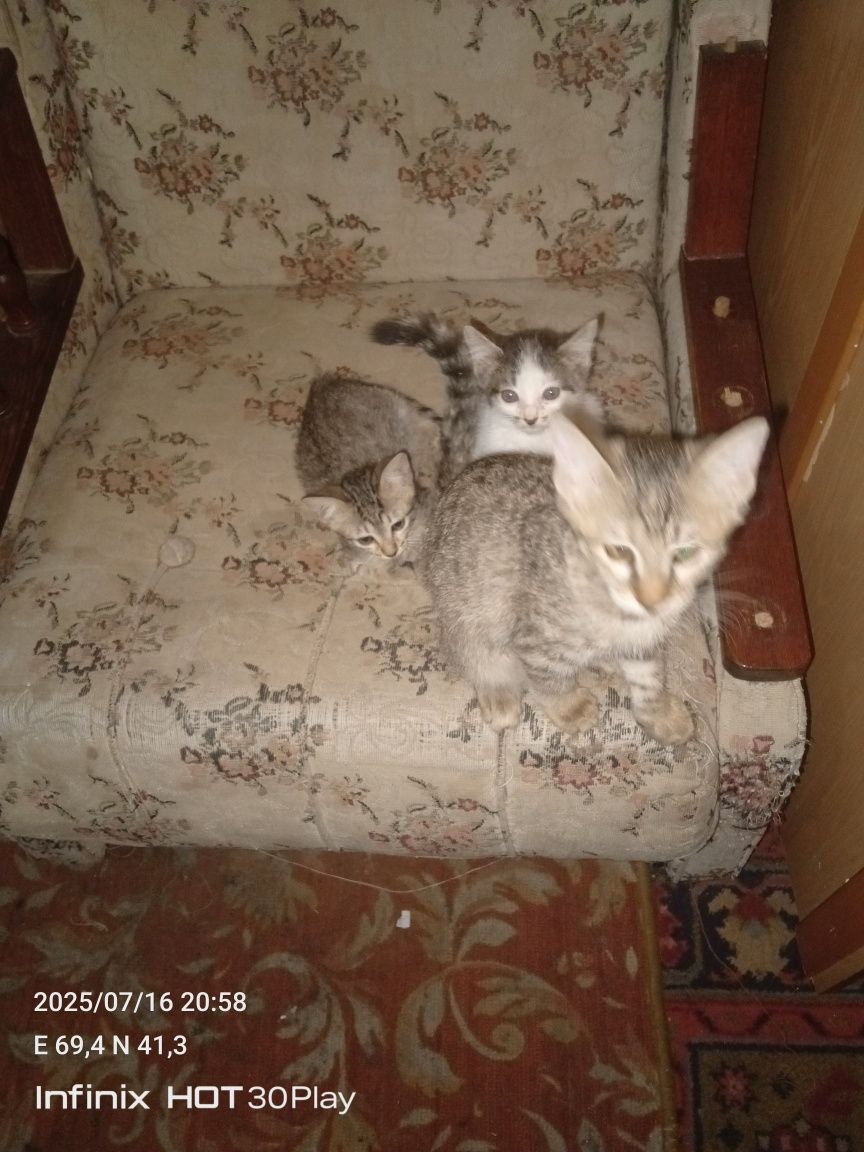 Котята в добрые руки