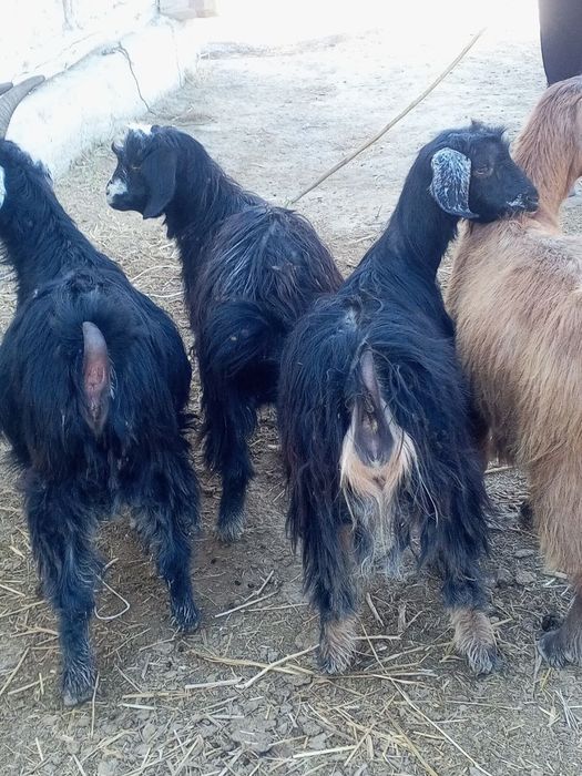 2 та кал гечила сотилади