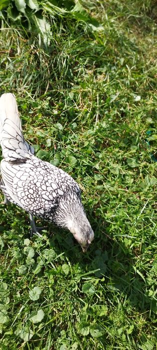 Găini sebright de vânzare sau la schimb