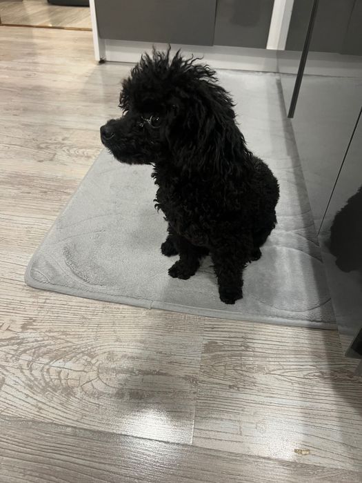 Пудел Той  - Poodle Toy
