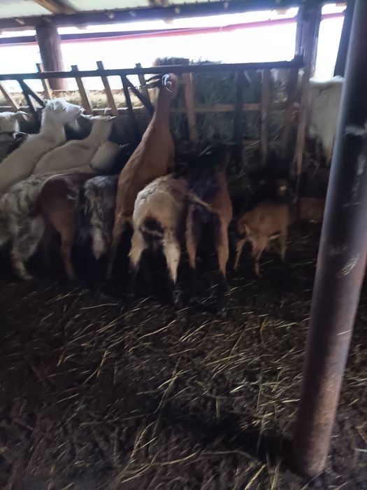 Capre alpina ,alba de banat