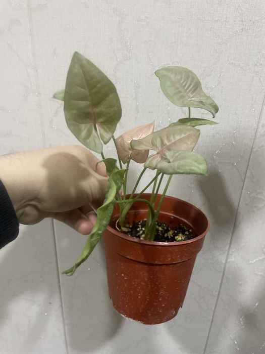 Сингониум пинк Неон Арров Браун