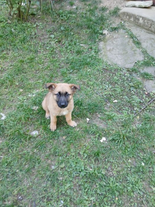 Căței de rasă mixtă caută o nouă locuință, căței au 8 săptămâni mănânc