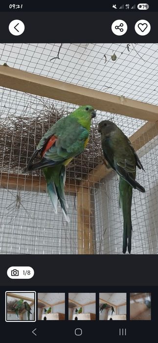 Tayyor pefchi sotiladi 500 ming