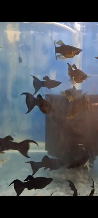 Декоративни рибки