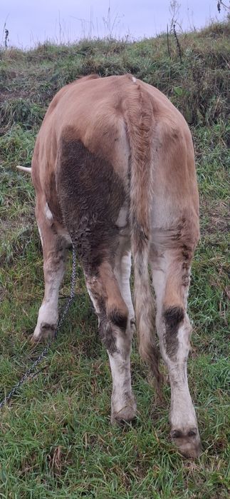Vând junica baltata gestanta inn3 luni 1 ,7 luni
