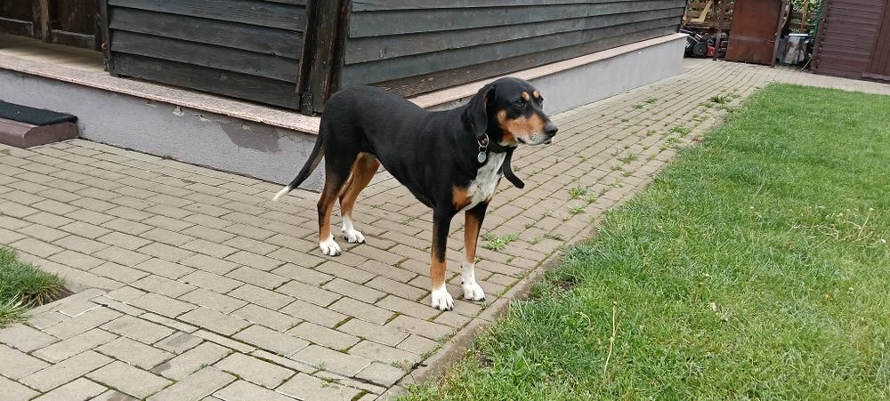 Donez femelă copoi ardelenesc