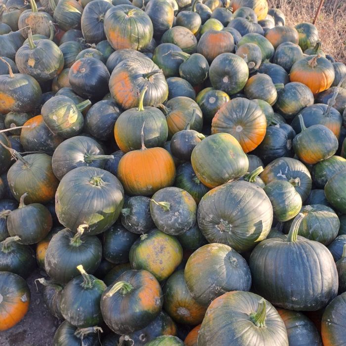 Dovleci de vânzare!