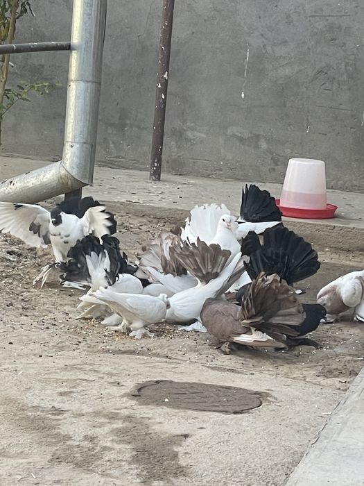 Dekarativniy kaputarlar sotiladi. Pavilin paypoli