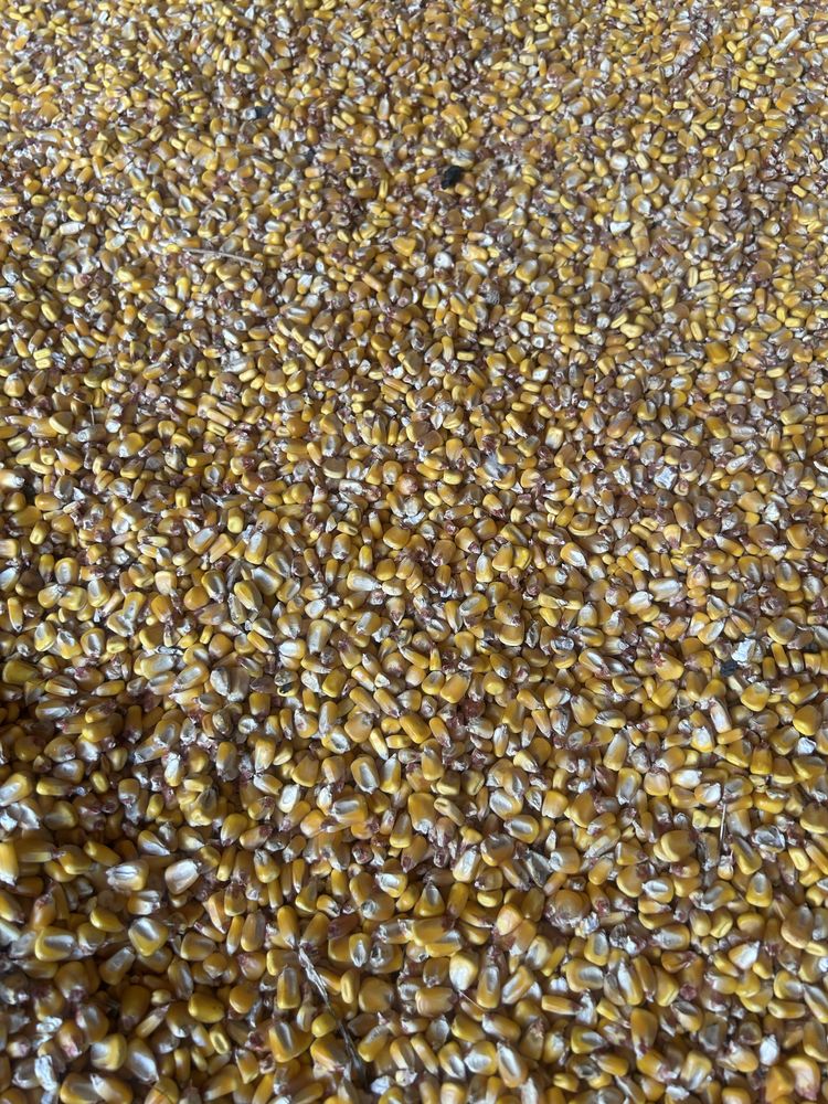 Porumb de vanzare
