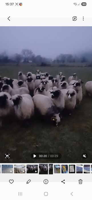 Vând 10 miori breze