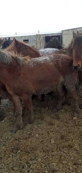 Продам лошадей на согым