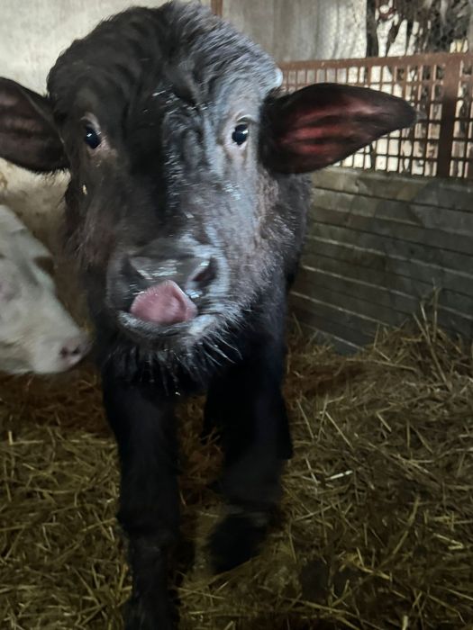 De vânzare vitel de bivol