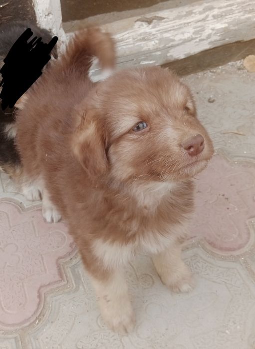 Шенки в добрые руки