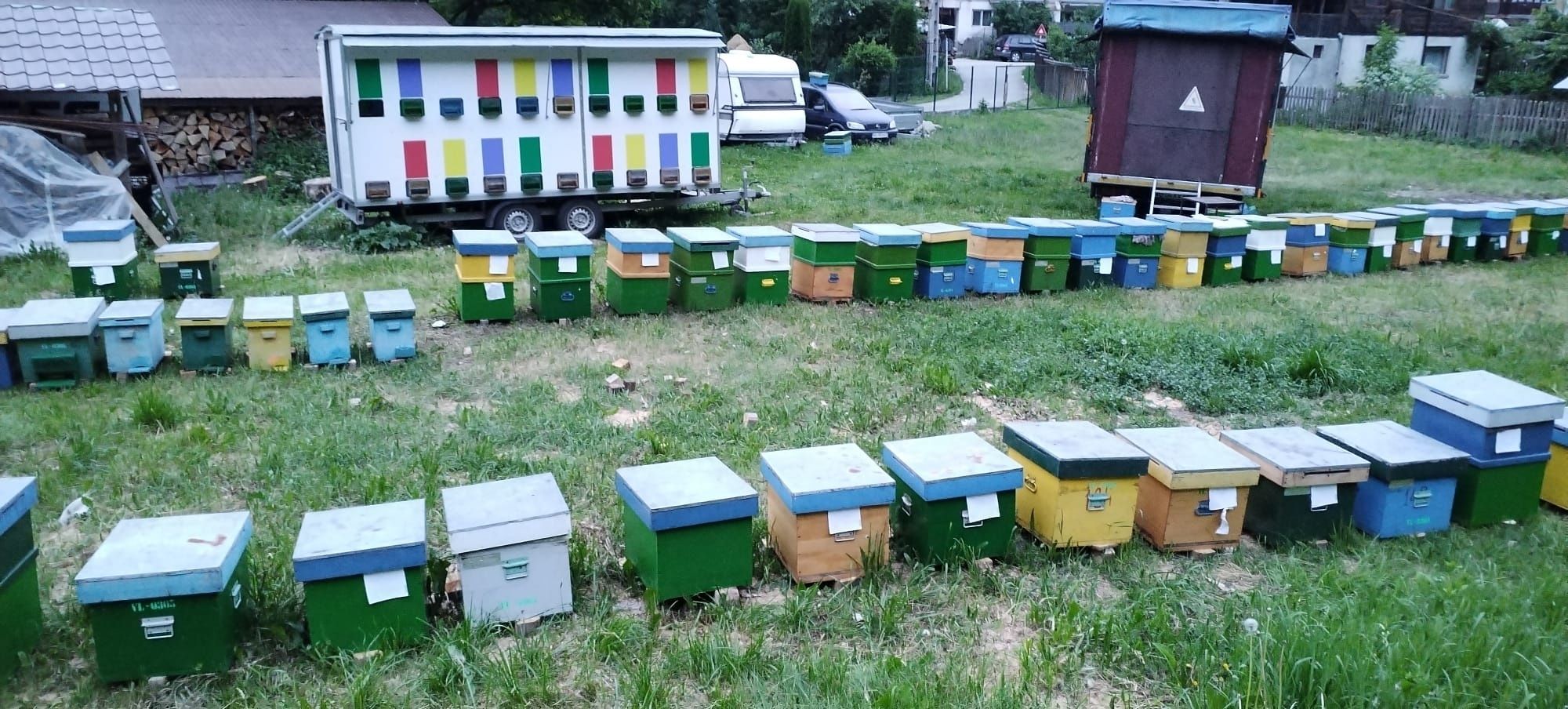 Remorcă Apicola + Familii de Albine(500lei)