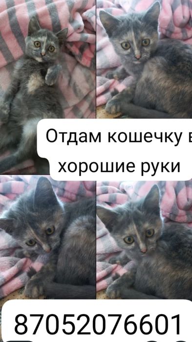Отдам кошечку в хорошие руки