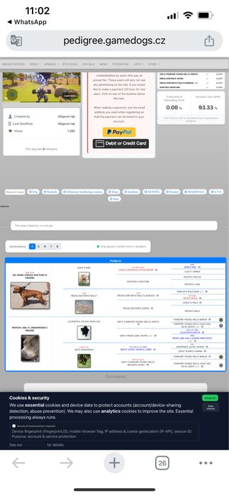 apbt питбуль рр собака