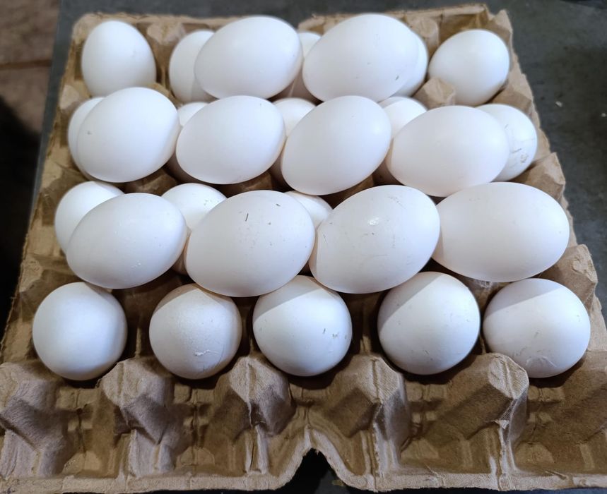Яйцо домашнее
Доставка от 50штк
850тг-10штк