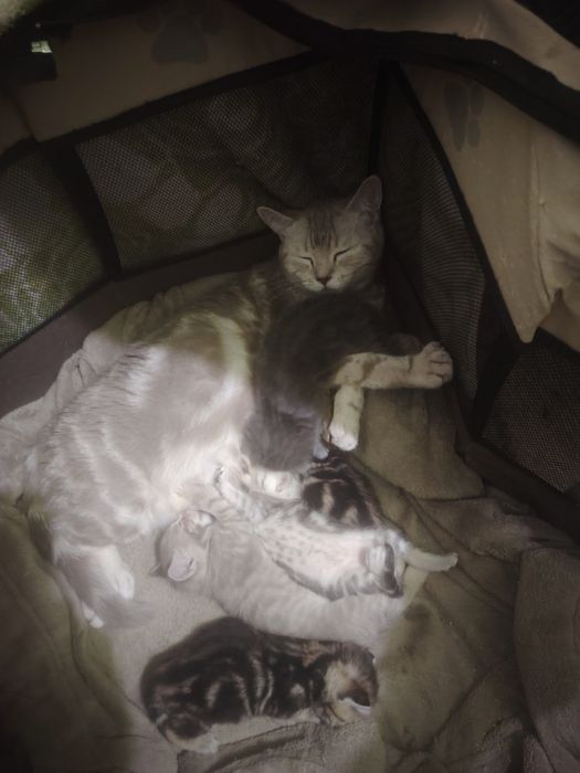 Шотландские малыши